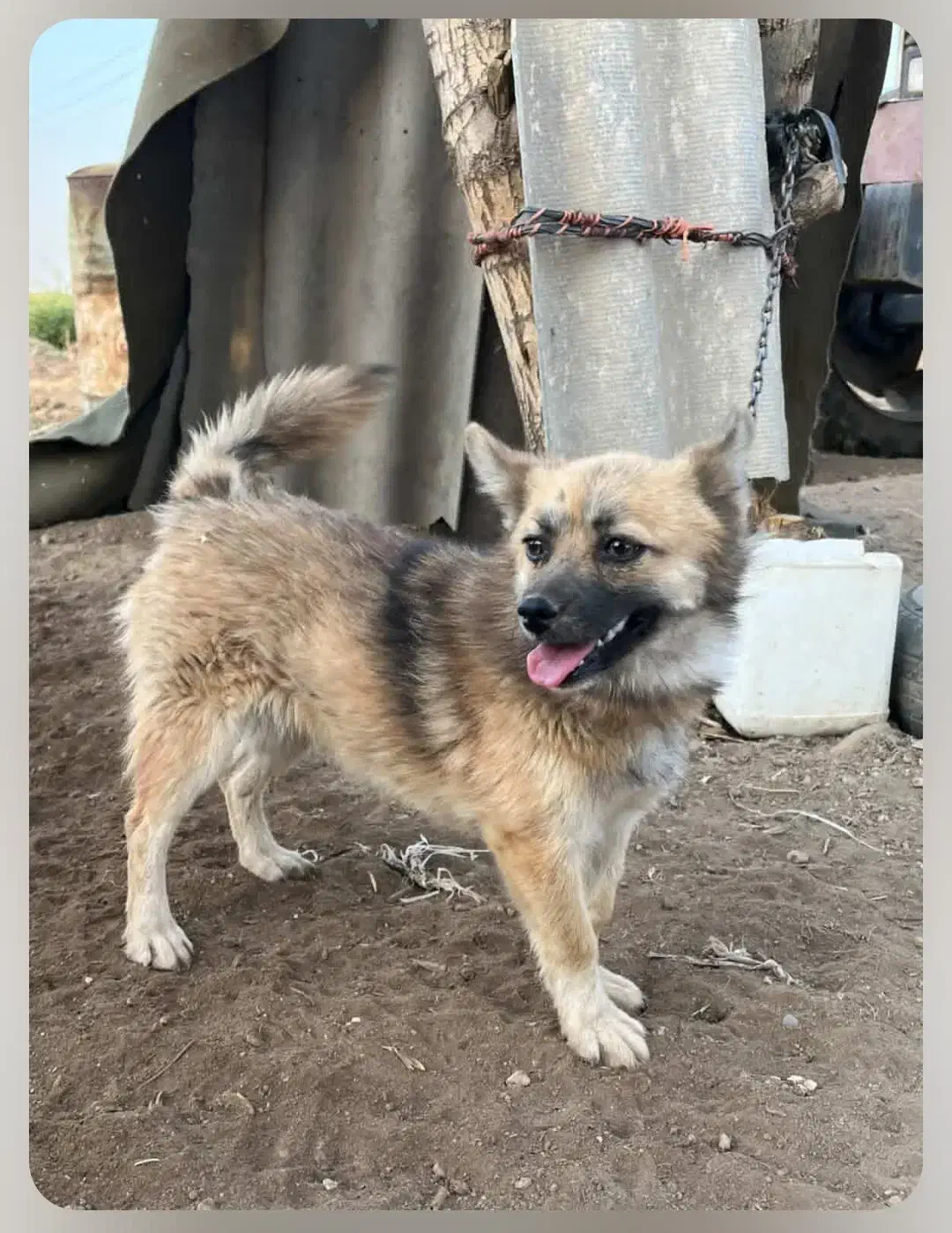 سگ گمشده|سگ|بهار, |دیوار