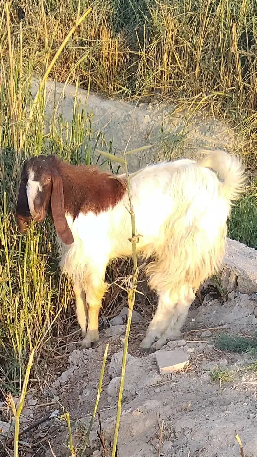 نربزخارجی درجه یک|حیوانات مزرعه|بندر ماهشهر, |دیوار