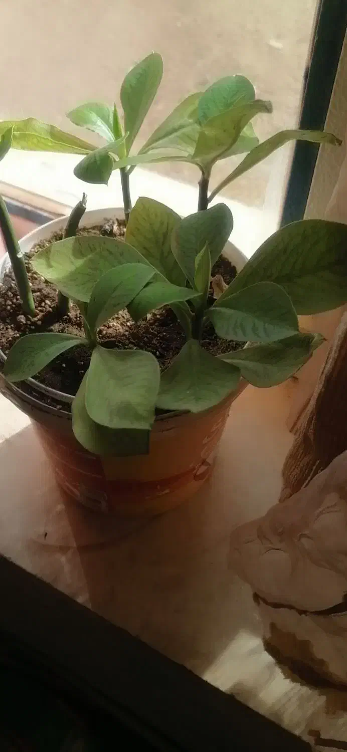 گل  طبیعی|گل و گیاه طبیعی|ایوان, |دیوار