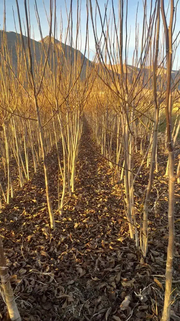 نهالستان فوق تخصصی با مهندسان مجرب|خدمات باغبانی و درختکاری|آذرشهر, |دیوار