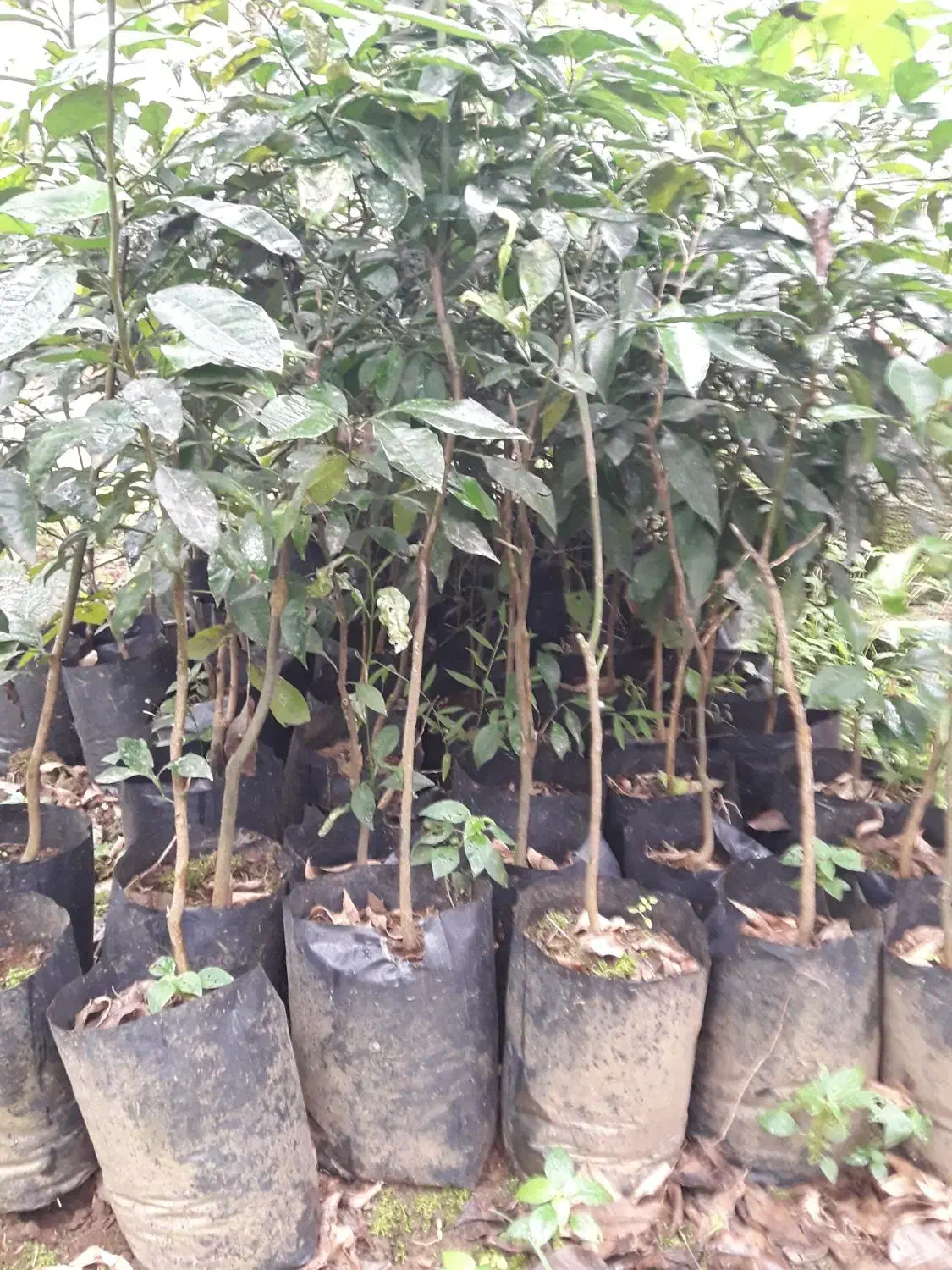 نهال نارنج|خدمات باغبانی و درختکاری|رانکوه, |دیوار