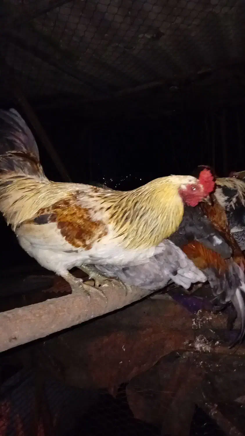 خروس محلی|حیوانات مزرعه|اطاقور, |دیوار