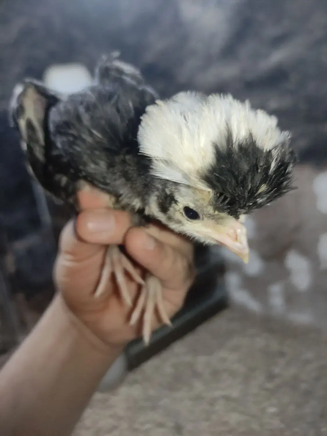 جوجه لهستانی 30روز|حیوانات مزرعه|رشت, حومه رشت|دیوار