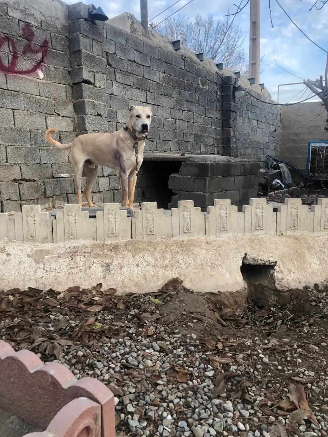 واگذاری سگ سرابی|سگ|رباط‌کریم, شترخوار|دیوار