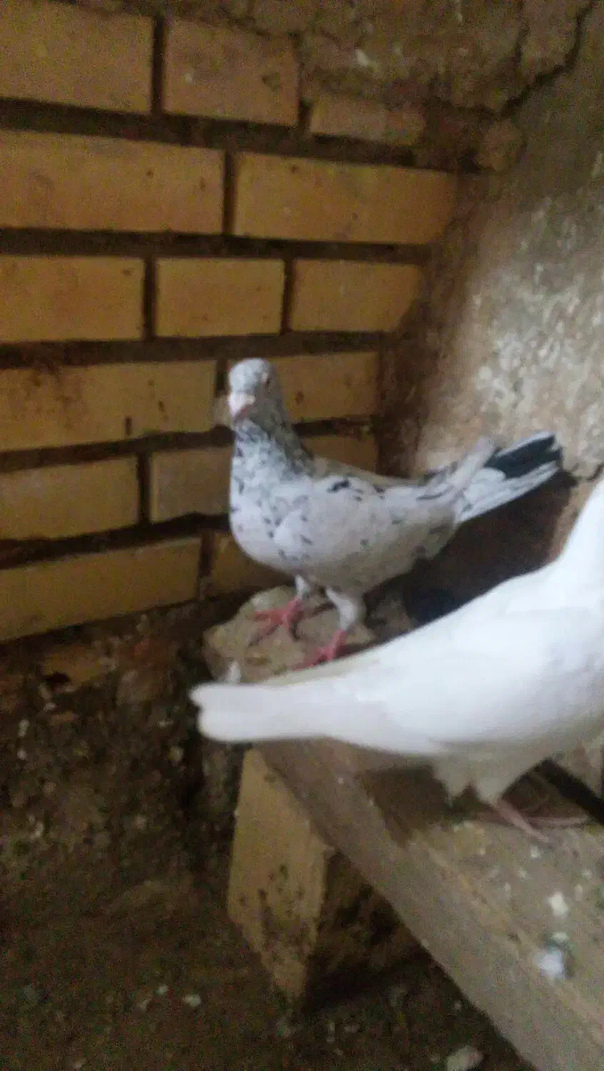 کوهی|پرنده|شوشتر, |دیوار