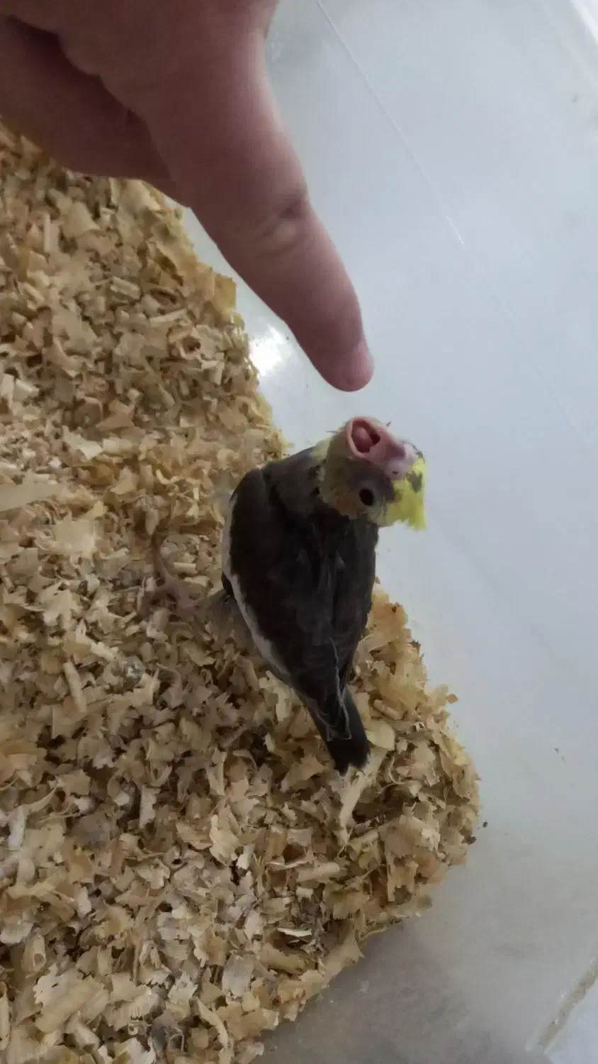 عروس هلندی سرلاکی|پرنده|دزفول, |دیوار