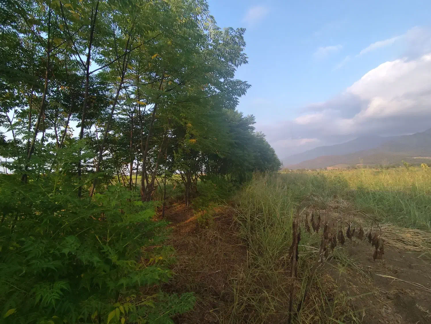 درخت|حراج|خان ببین, |دیوار