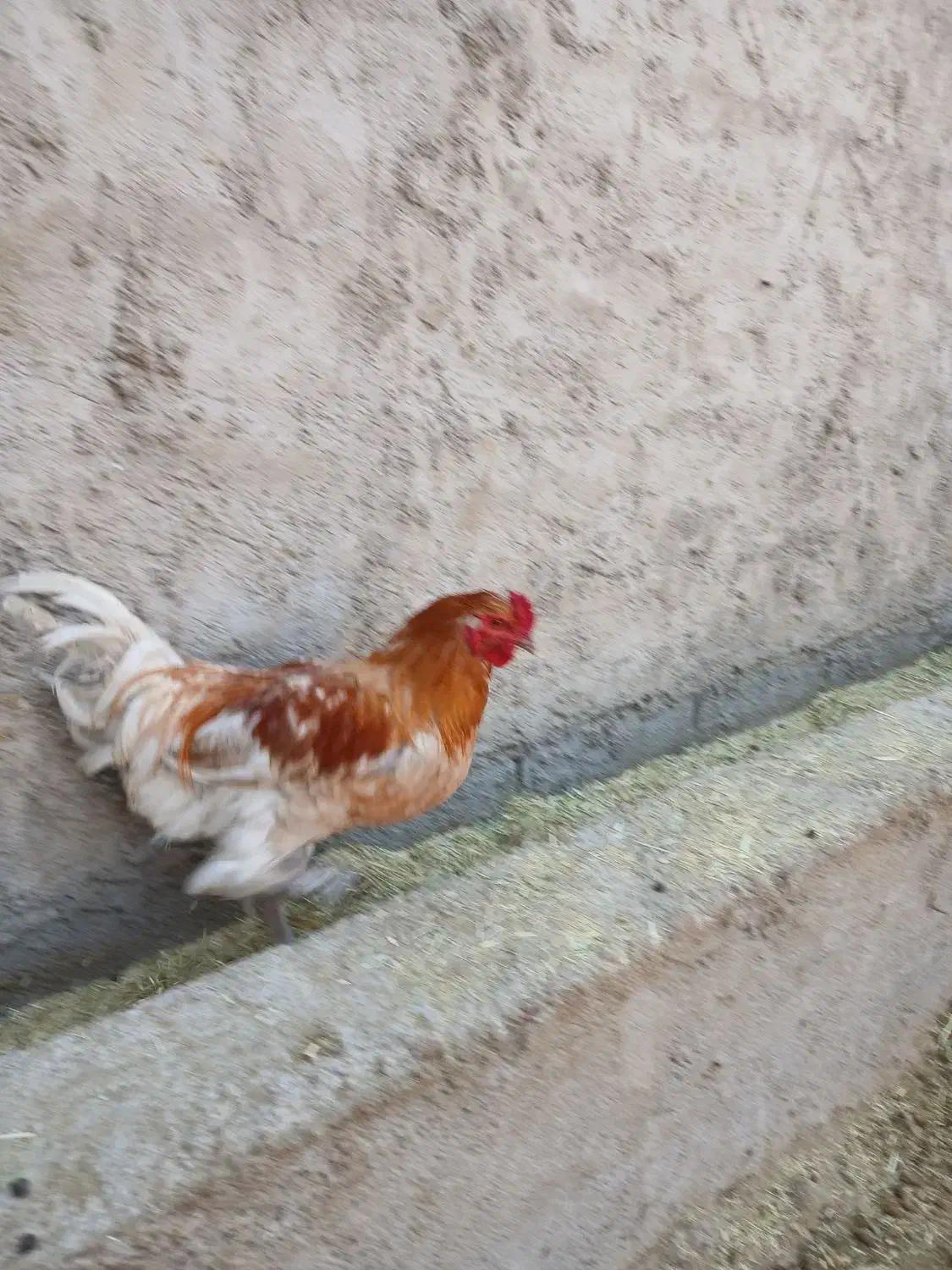 خروس و جوجه خروس|حیوانات مزرعه|مرودشت, رودبال|دیوار