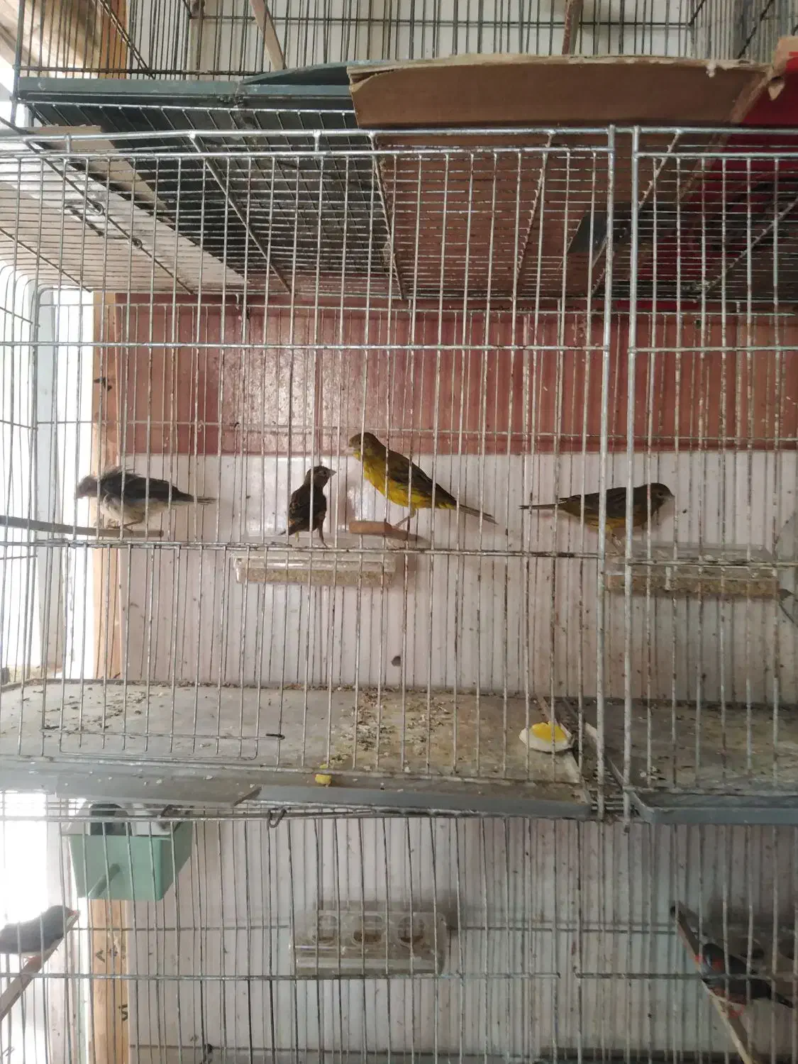 فروش انواع قناری یکجا همه|پرنده|خوی, |دیوار