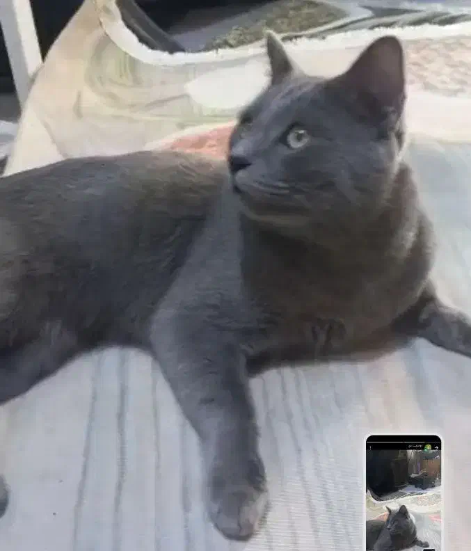 گربه نژاد اسکاتیش|گربه|کرج, ساماندهی|دیوار