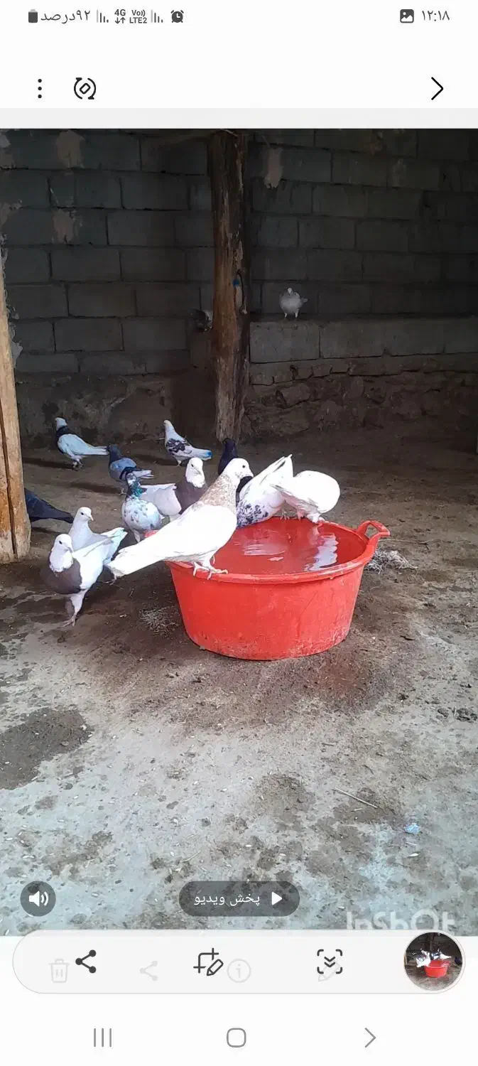 همه رنگ فروشی|پرنده|هشترود, |دیوار