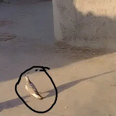 گم شده|پرنده|شهرضا, |دیوار