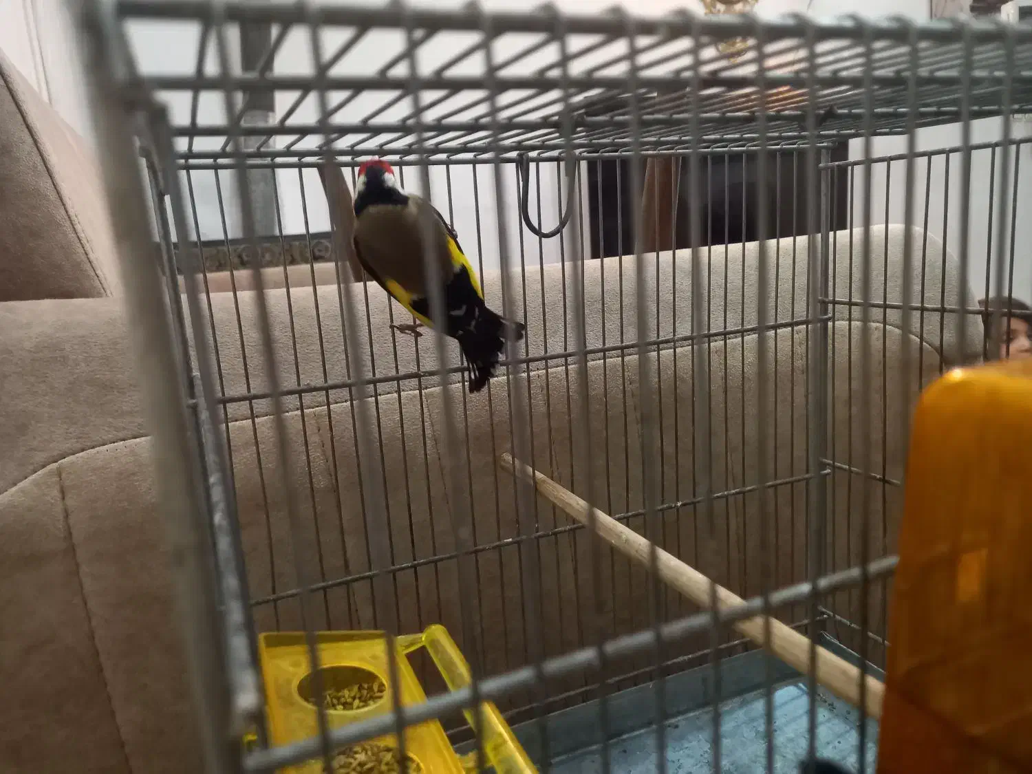 دوعدد سره رسمی|پرنده|تهران, مسعودیه|دیوار