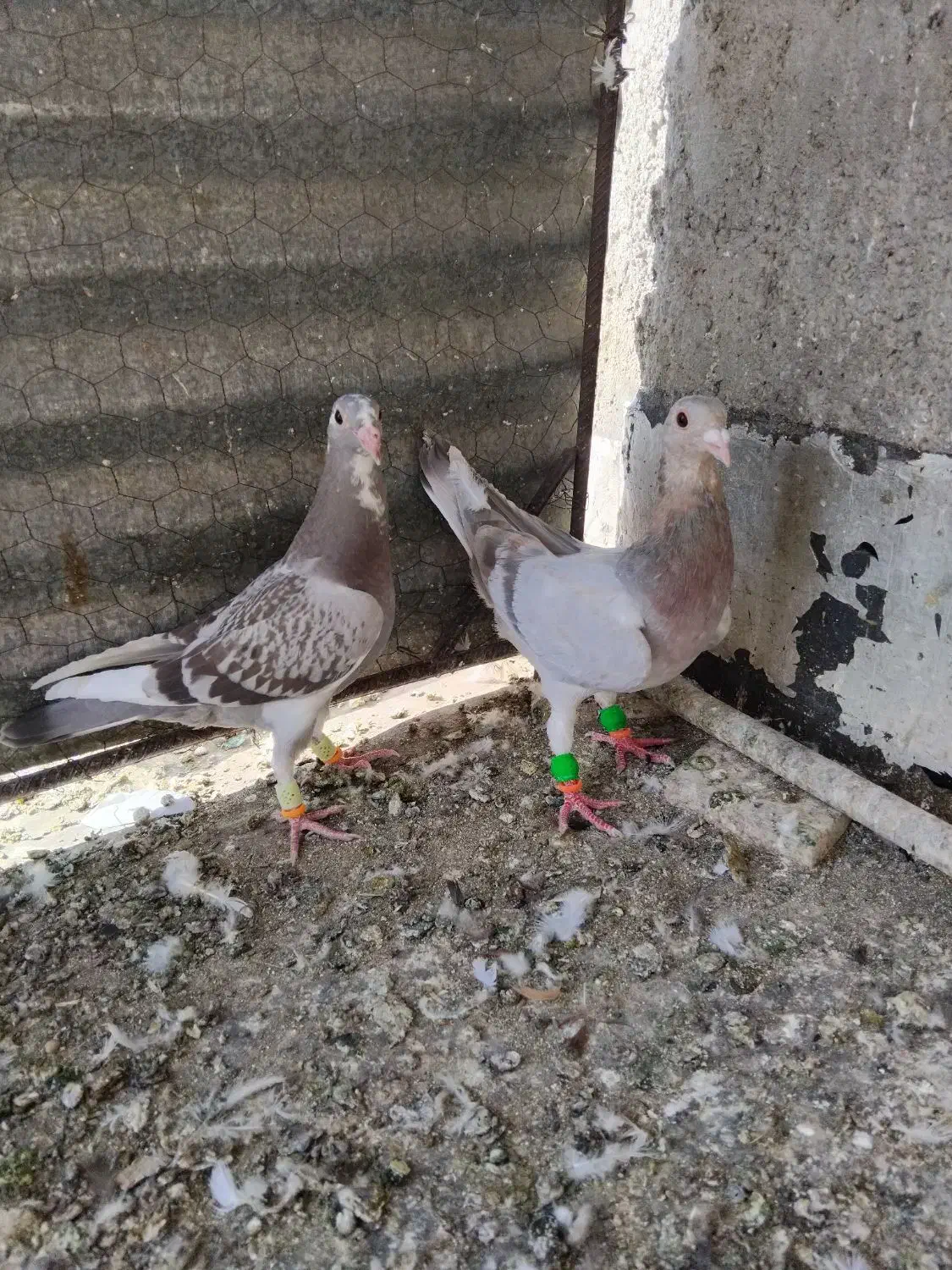 پرنده|پرنده|تاکستان, |دیوار