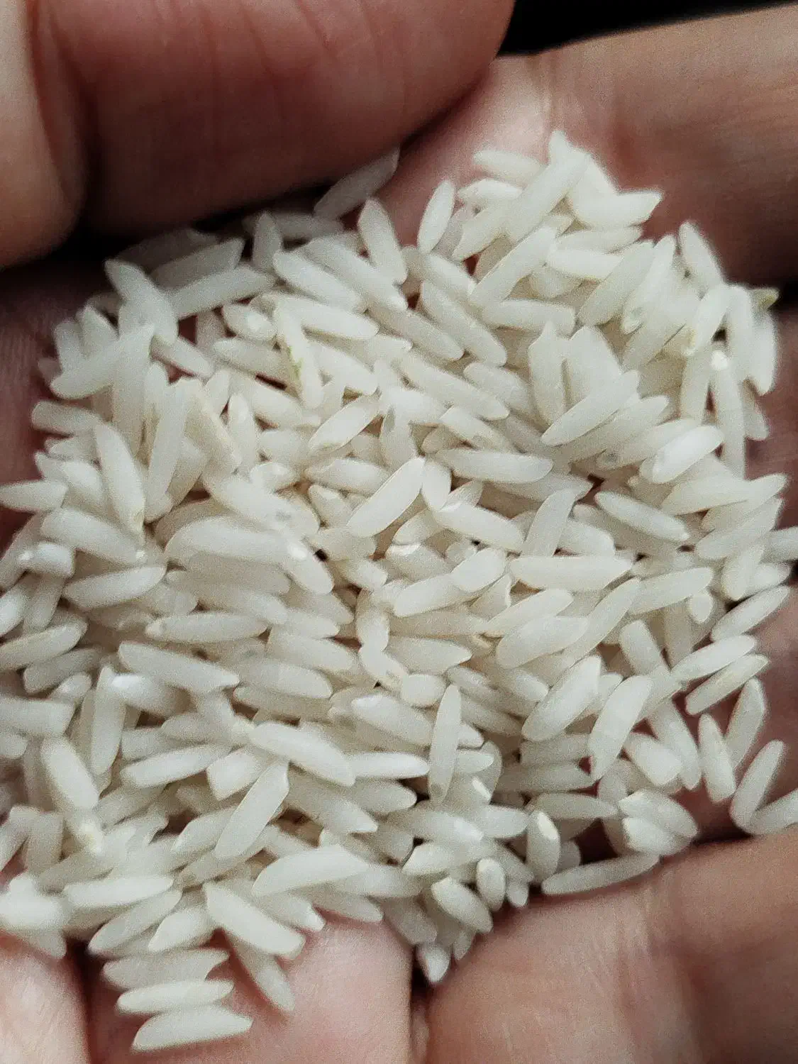 برنج هاشمی اعلا|خوردنی و آشامیدنی|رشت, جانبازان|دیوار