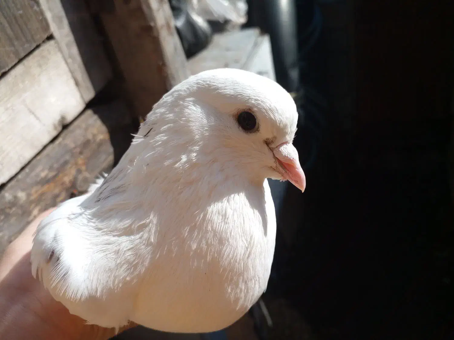 کبوتر|پرنده|رودسر, |دیوار