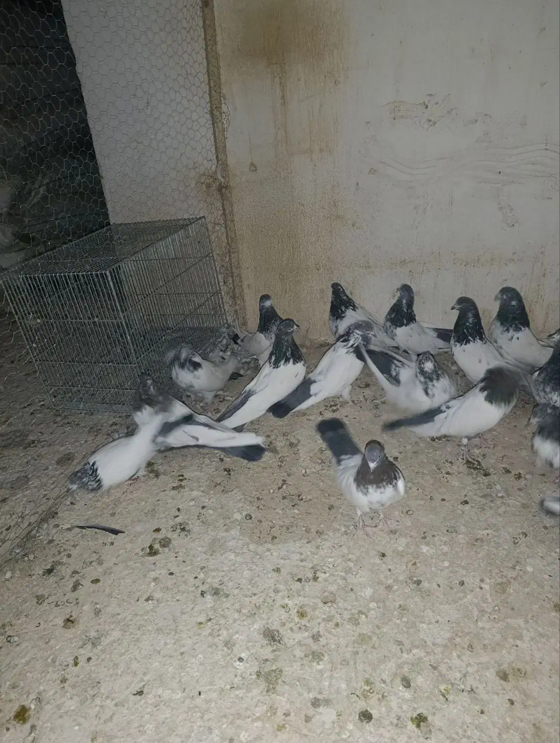 کبوتر کله دم سبز|پرنده|کبودرآهنگ, |دیوار