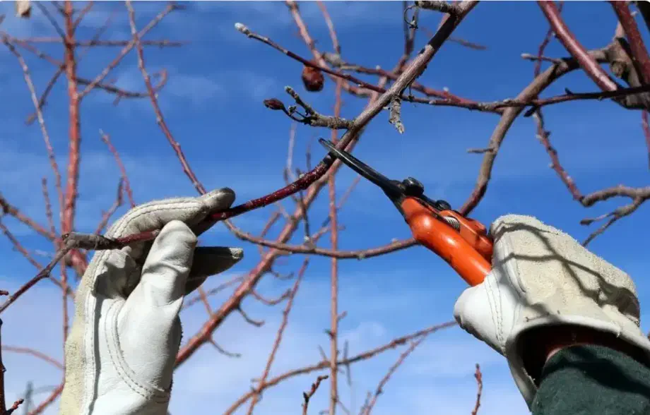 هرس حرفه ای درختان باغی|خدمات باغبانی و درختکاری|گالیکش, |دیوار