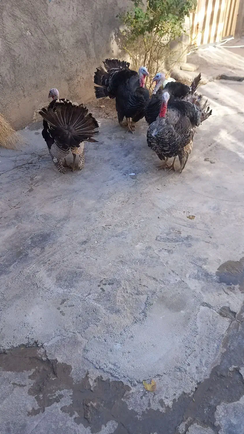 فروش چهار عدد بوقلمون نر|حیوانات مزرعه|ازنا, |دیوار