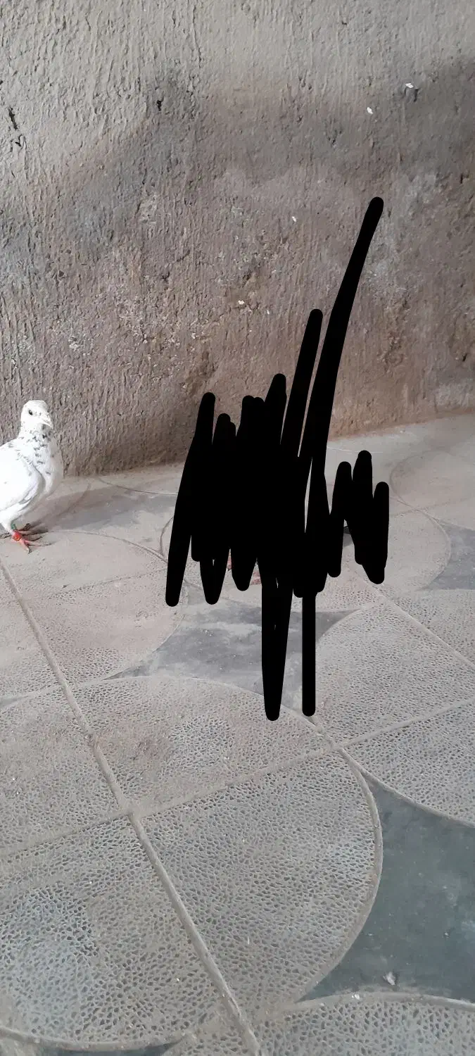 کفتر سار|پرنده|تربت جام, یحیی آباد|دیوار