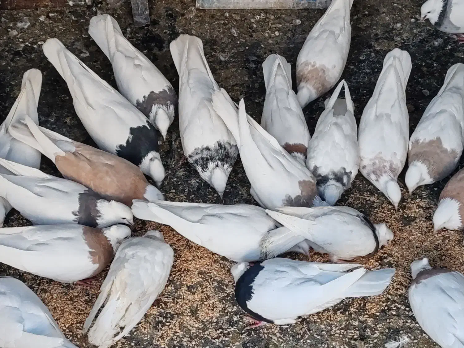 فروش 10جفت طوقی|پرنده|مبارکه, |دیوار