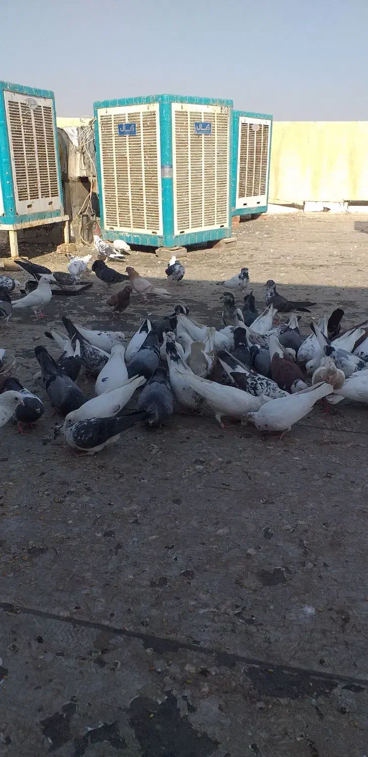 کبوتر|پرنده|اسلام‌شهر, شهرک سعیدیه|دیوار