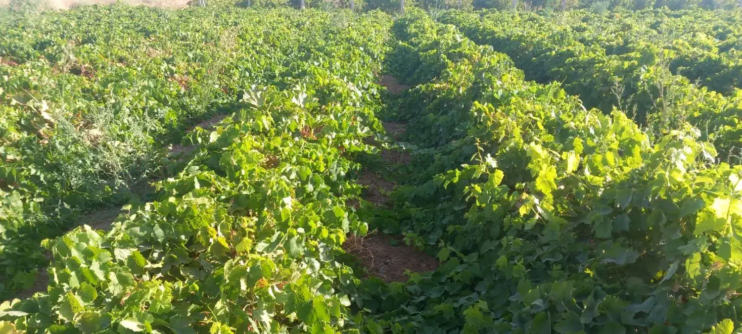 نهال انگور تاکستان|عمده‌فروشی|خرمدشت, |دیوار