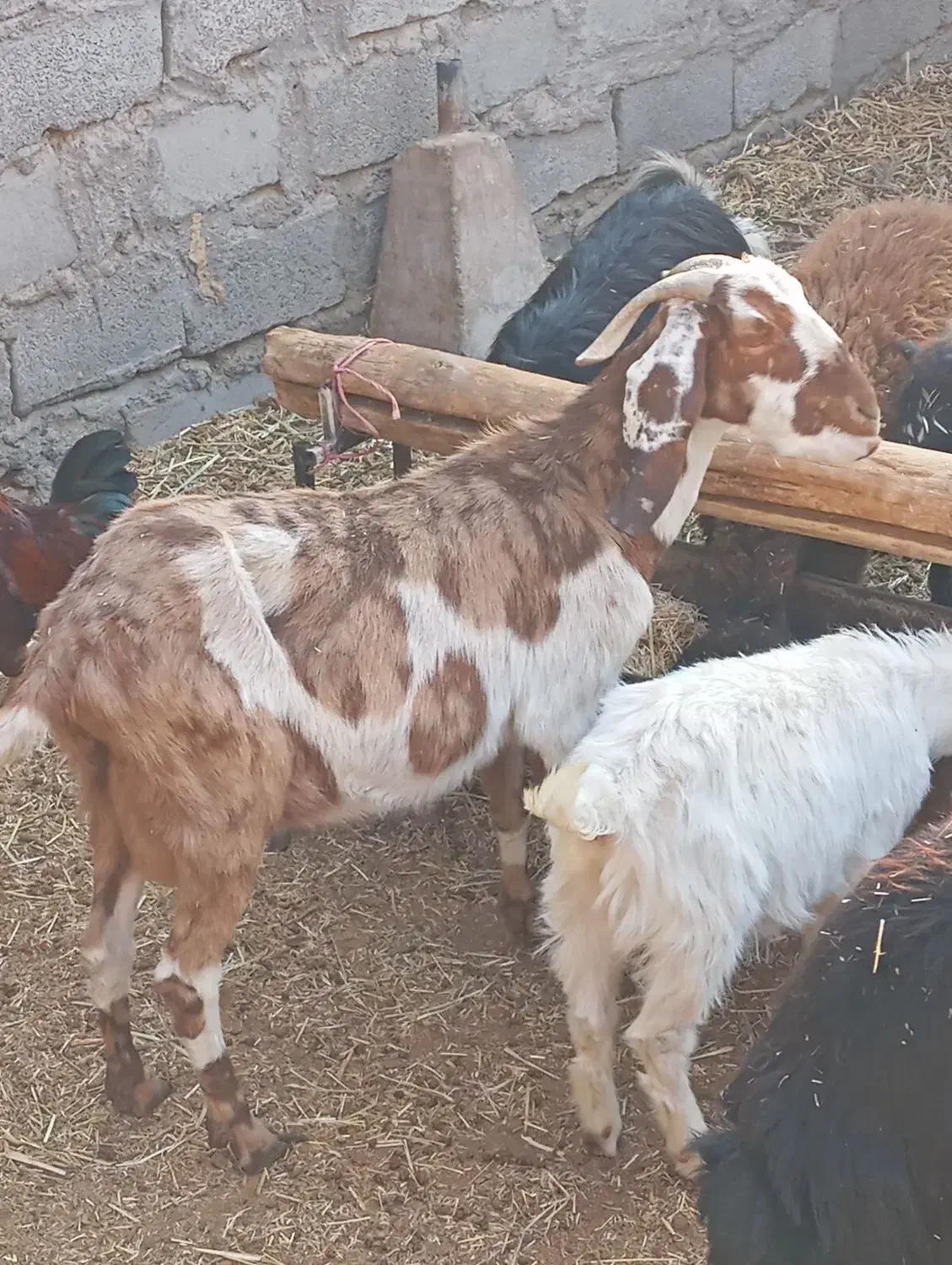 بز بزغاله|حیوانات مزرعه|جعفرآباد, |دیوار