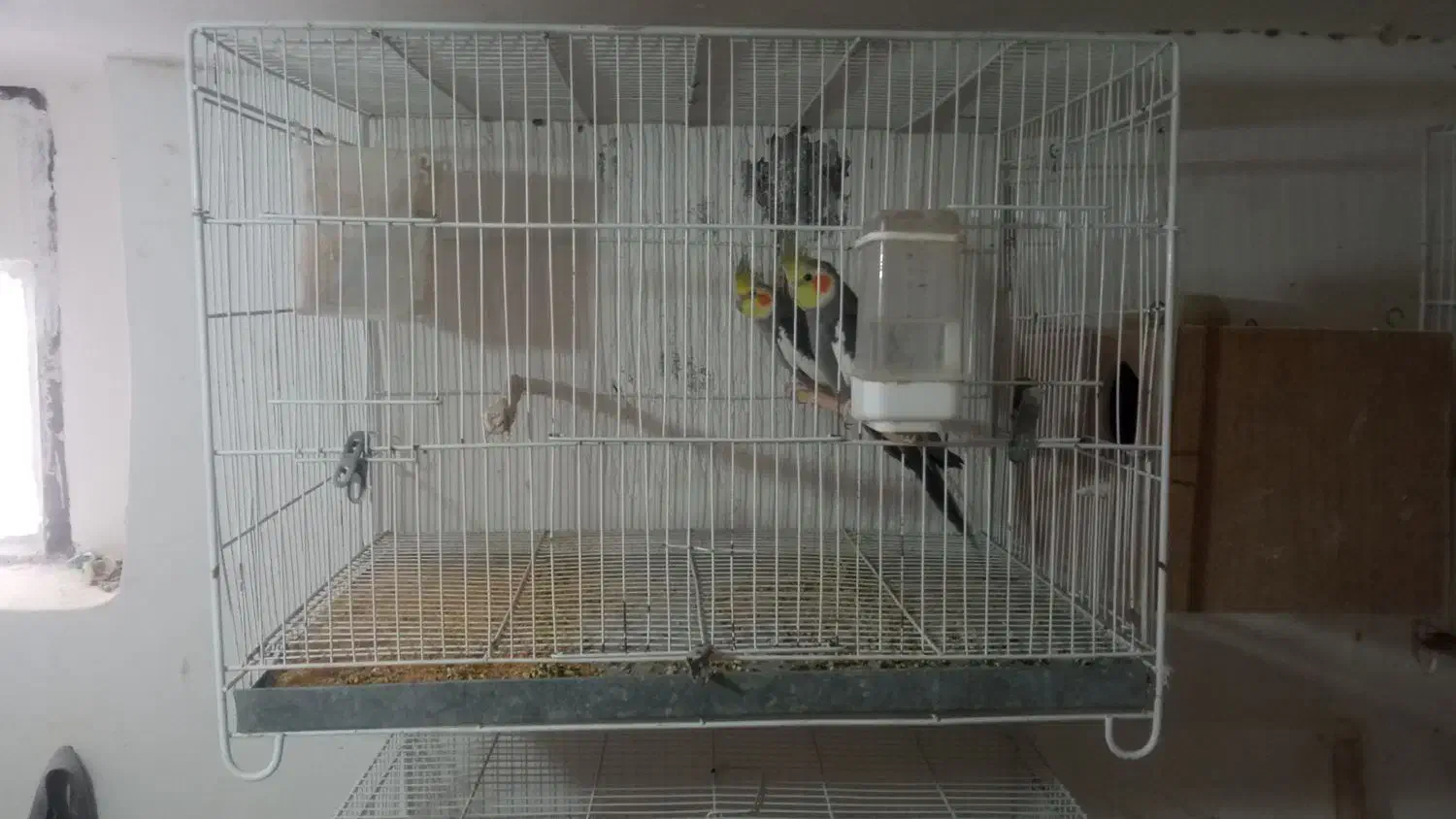 قفس|لوازم جانبی حیوانات|سبزوار, طبرسی (جعفرآباد)|دیوار