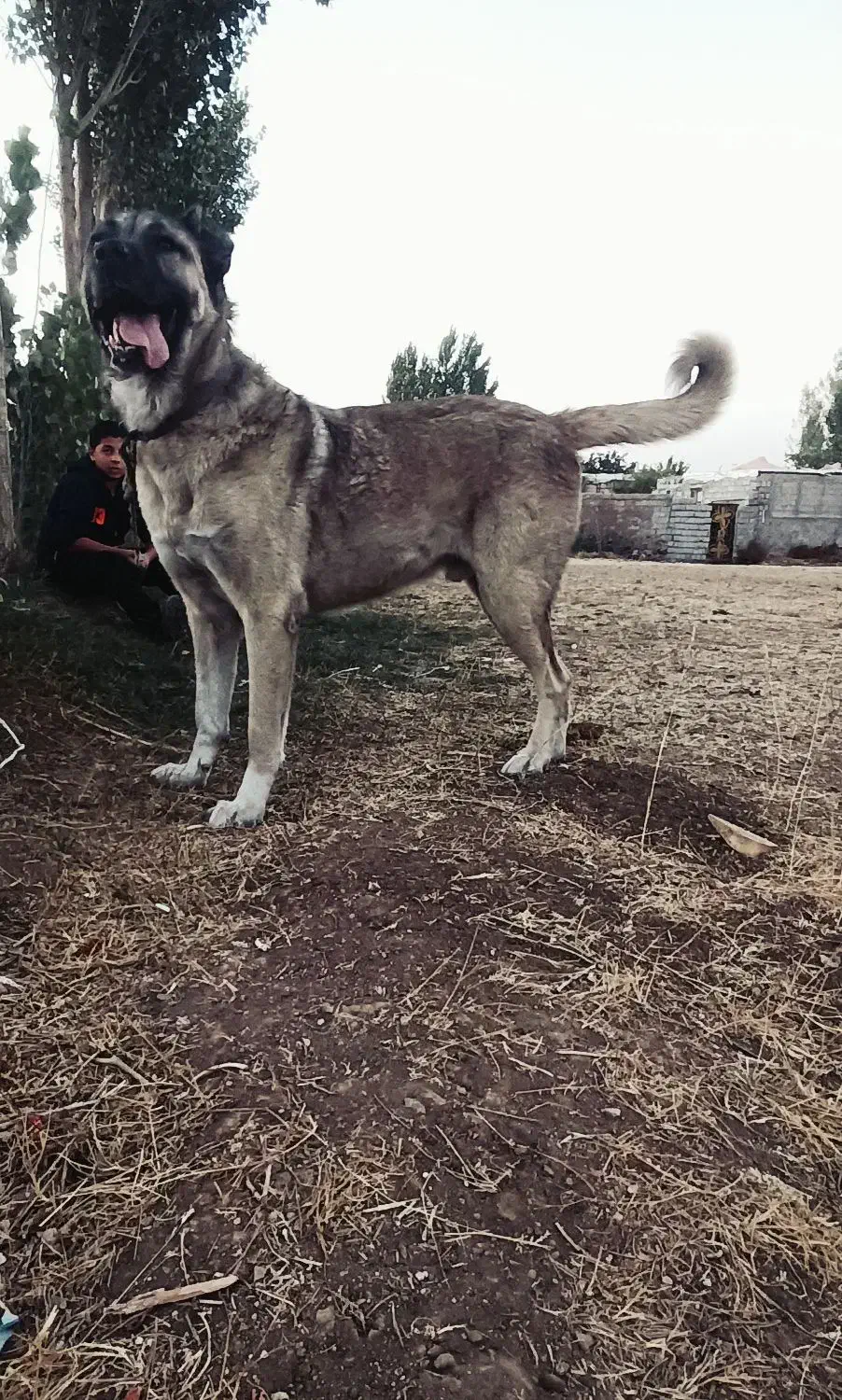 واگذاری|سگ|صوفیان, |دیوار