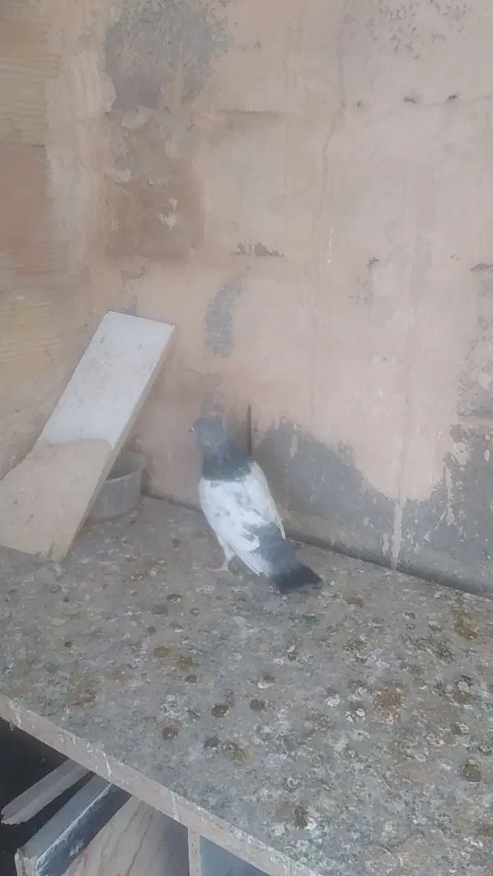 کبوتر|پرنده|پاکدشت, پاکدشت (مامازند)|دیوار