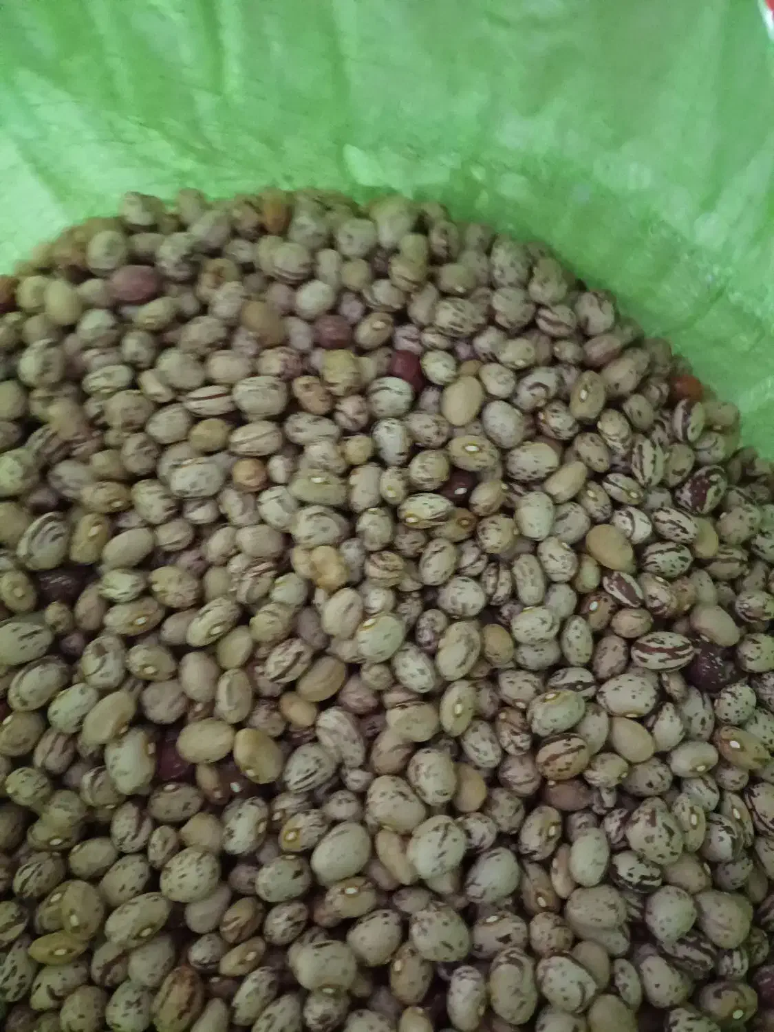 لوبیا چیتی کوشا حدودا ۳ تن فقط فروش نقدی|عمدهفروشی|ایجرود, |دیوار