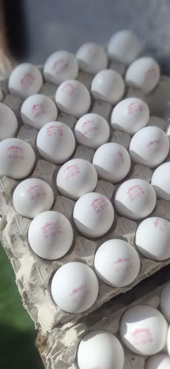 پخش تخم مرغ زرده طلایی|عمدهفروشی|تهران, خلیج فارس|دیوار