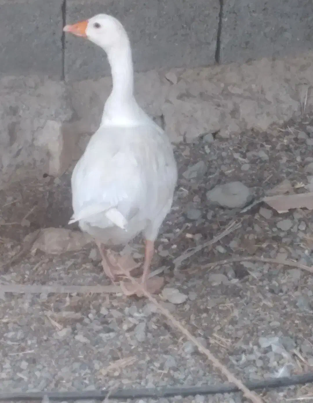 غاز|حیوانات مزرعه|بندرعباس, |دیوار