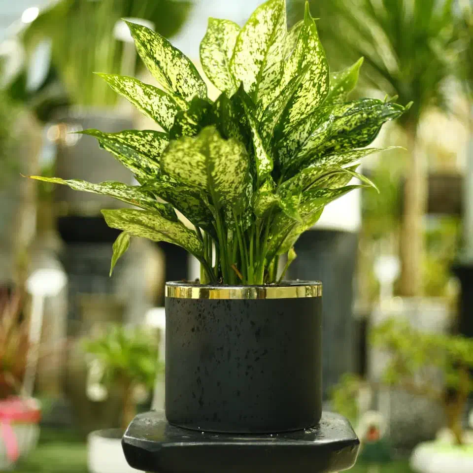 گل طبیعی در گلخونه|گل و گیاه طبیعی|پردیس, شهرک صنعتی خرمدشت فاز ۷|دیوار