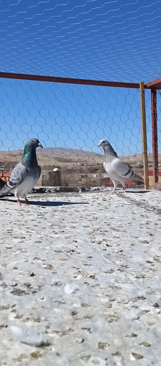 کفتر|پرنده|شیراز, سجادیه|دیوار