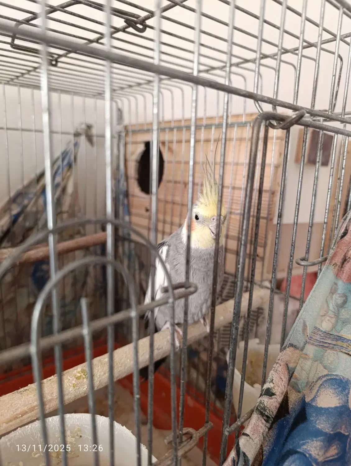 عروس هلندی نر|پرنده|هشتگرد, شهرک ریحانه|دیوار