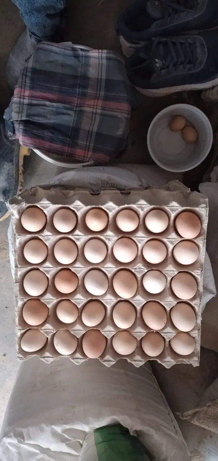 تخم مرغ بومی موجود است از تولید به مصرف|خوردنی و آشامیدنی|اصفهان, ابر|دیوار