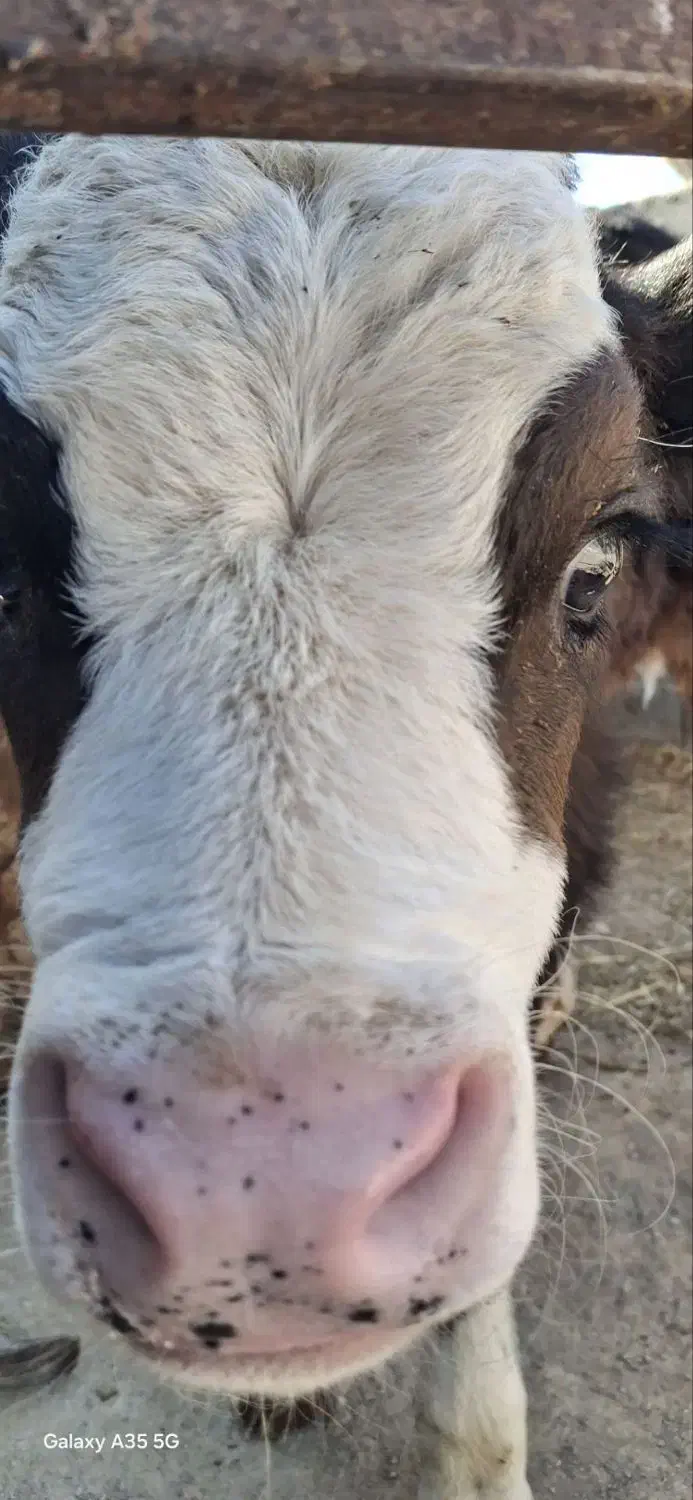 گاو|حیوانات مزرعه|رادکان, |دیوار