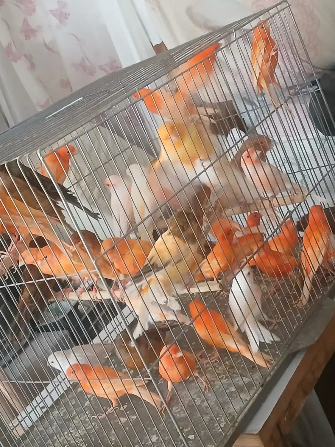 قناری سرخ رد فاکتور و مزایکی اورجینال خاص|پرنده|خمینیشهر, |دیوار