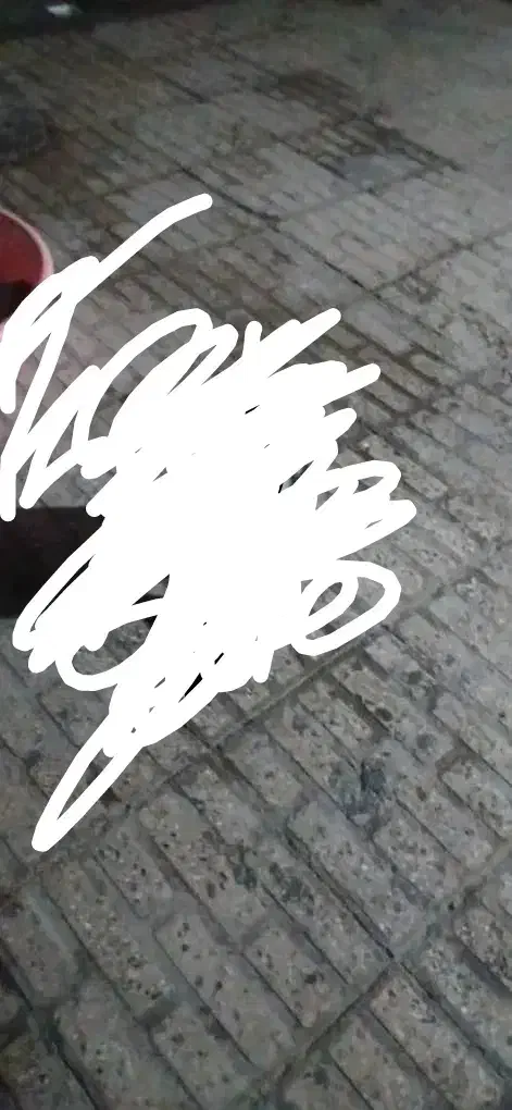 سگ پیدا شده عکس ارتباطی با سگ پیدا شده ندارد|سگ|بندرعباس, |دیوار