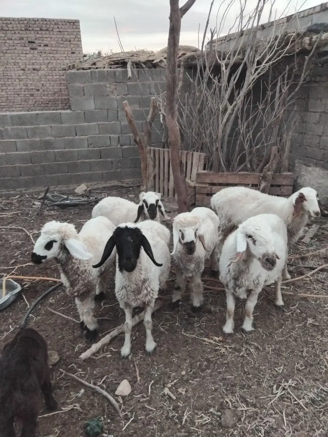 فروش فوری بز و گوسفند|حیوانات مزرعه|هیرمند, |دیوار