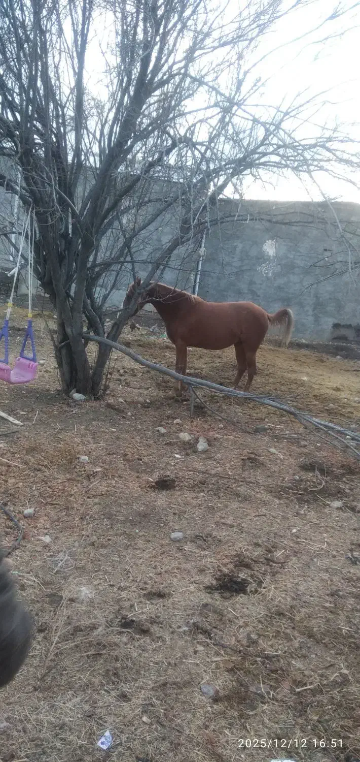 اسب|اسب و تجهیزات اسب‌سواری|الشتر, |دیوار