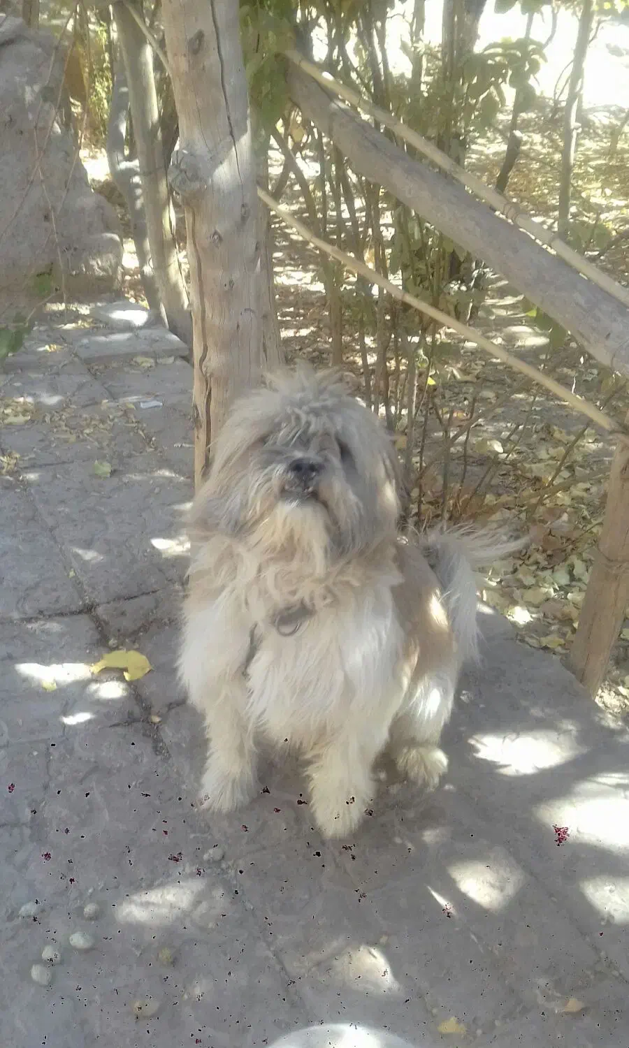 سگ پا کوتا نر و ماده|سگ|کرمان, |دیوار