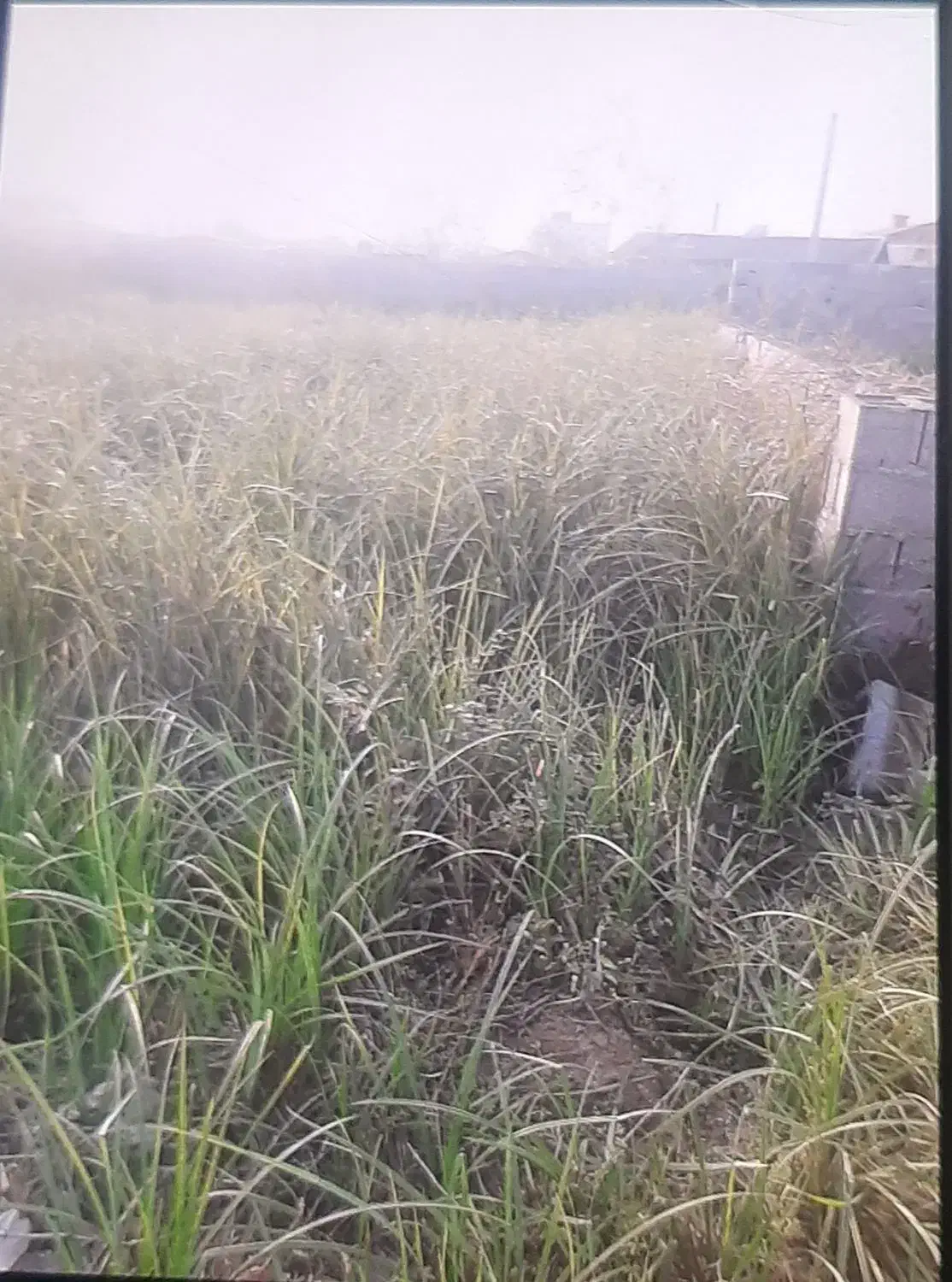 زمین شهرک احمد خمینی|فروش زمین و ملک کلنگی|رشت, شهرک احمد خمینی|دیوار