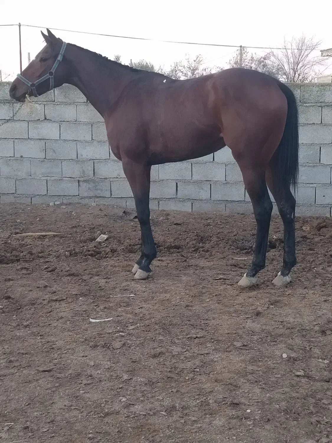 مادیان دوخون ۳ ساله|اسب و تجهیزات اسبسواری|گنبد کاووس, |دیوار