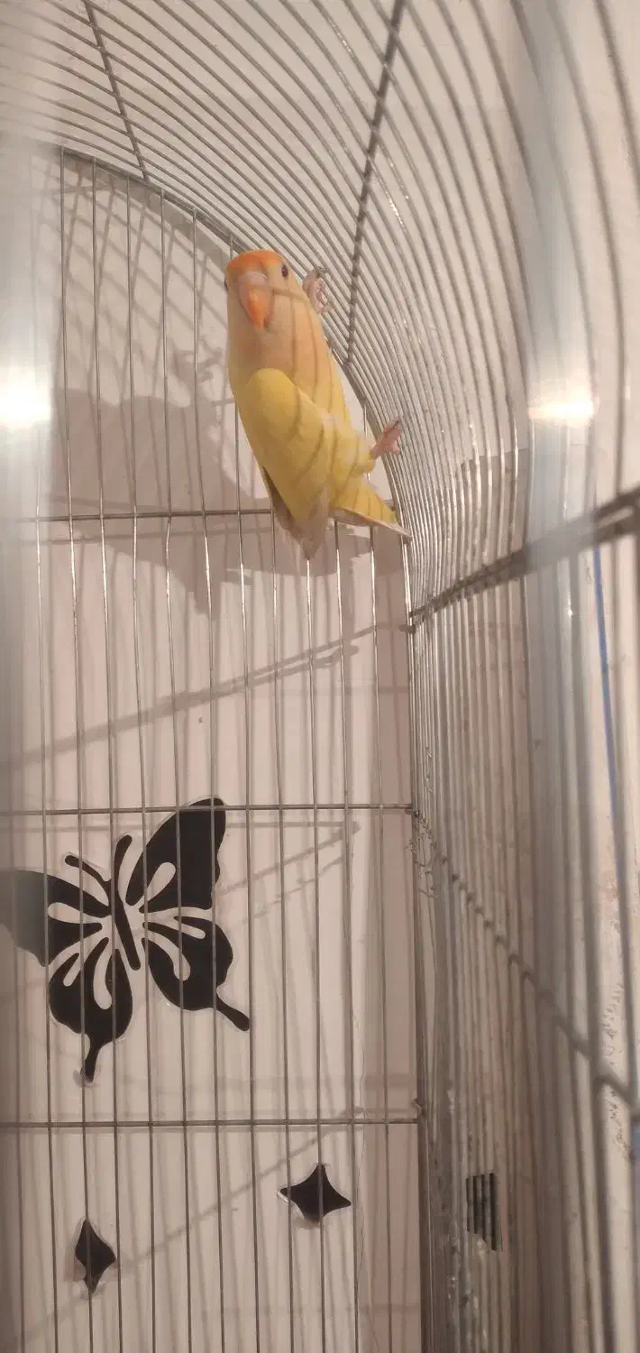 طوطی برزیلی ماده|پرنده|اهواز, کوی علوی|دیوار