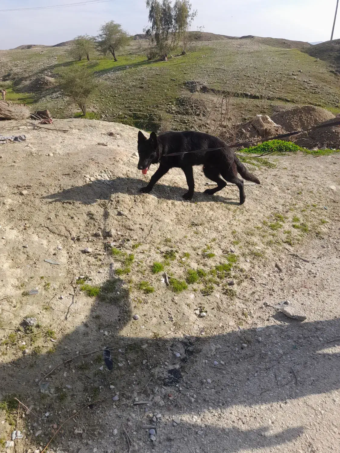 توله ژرمن بلک شولاین|سگ|اهواز, فرهنگ شهر|دیوار