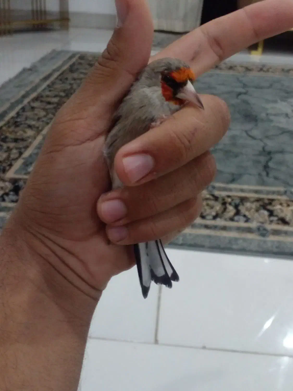 سره نر دهبکری مست|پرنده|بم, |دیوار