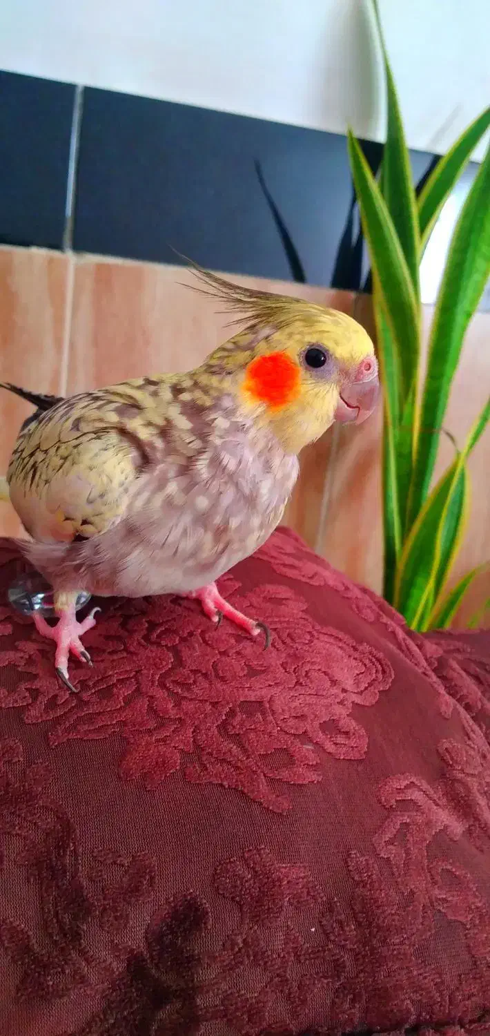 چیکو|پرنده|بروجرد, |دیوار